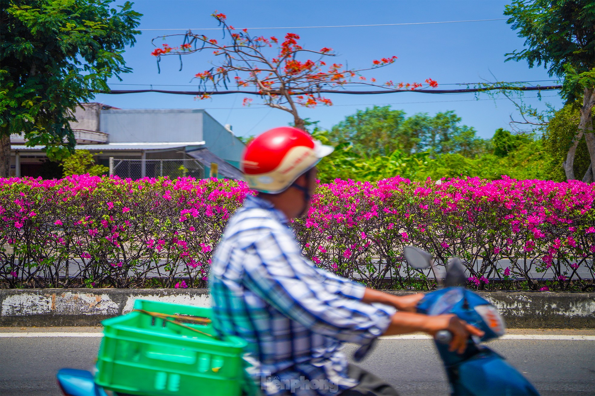 Tuyến đường độc đạo xuyên rừng đẹp như tranh ở TPHCM- Ảnh 12.